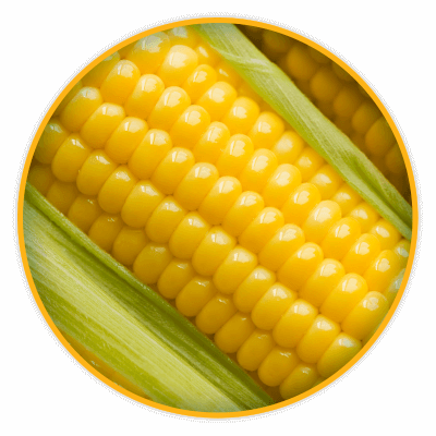 Maíz Amarillo - Maize (400x400), Png Download