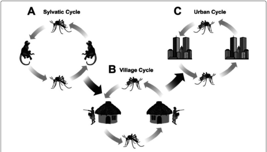 The Virus Is Transmitted Between Non-human Primates - Sylvatic Cycle (850x485), Png Download