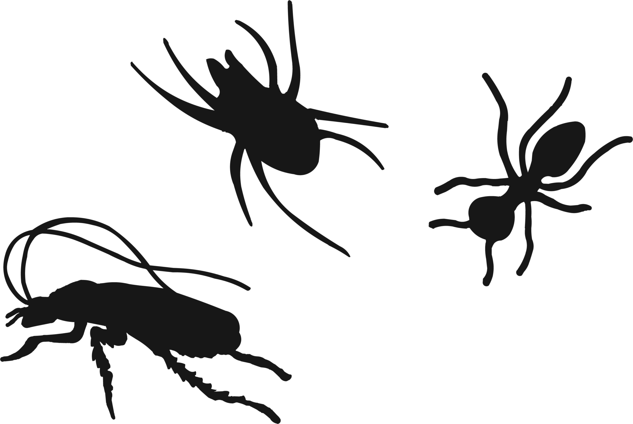 Pest Control Tequesta Florida By Reynolds Pest Management, - Soldier Beetle (2048x1372), Png Download