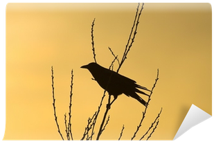 Crow (400x400), Png Download