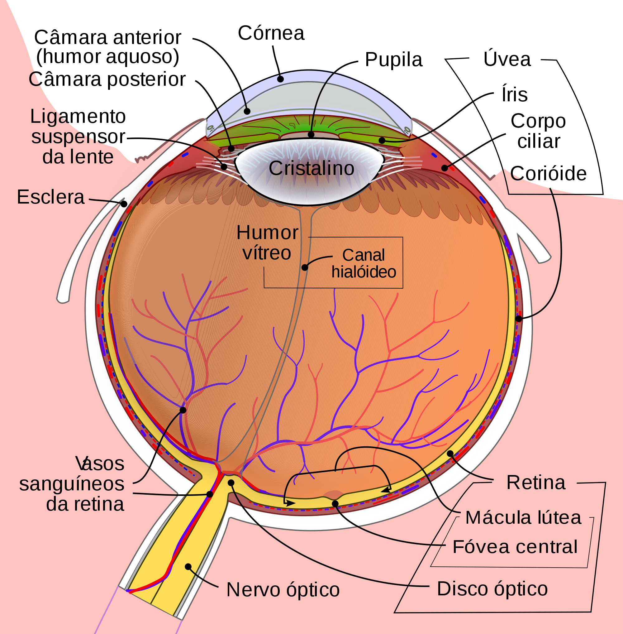 Open - Schematic Diagram Of Eye (2000x2034), Png Download
