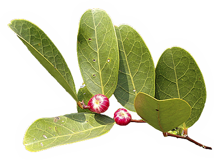 Mangrove Forests - Plant Species In Mangrove Forest (430x325), Png Download