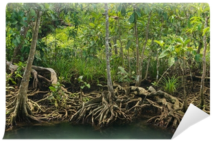 Mangrove (400x400), Png Download