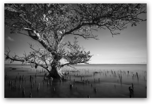 Mangrove Tree Of Kenawa Island - Birch (800x800), Png Download