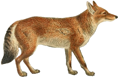 Dogs, Jackals, Wolves, And Foxes - Modelismo Pintar Caballos (471x310), Png Download