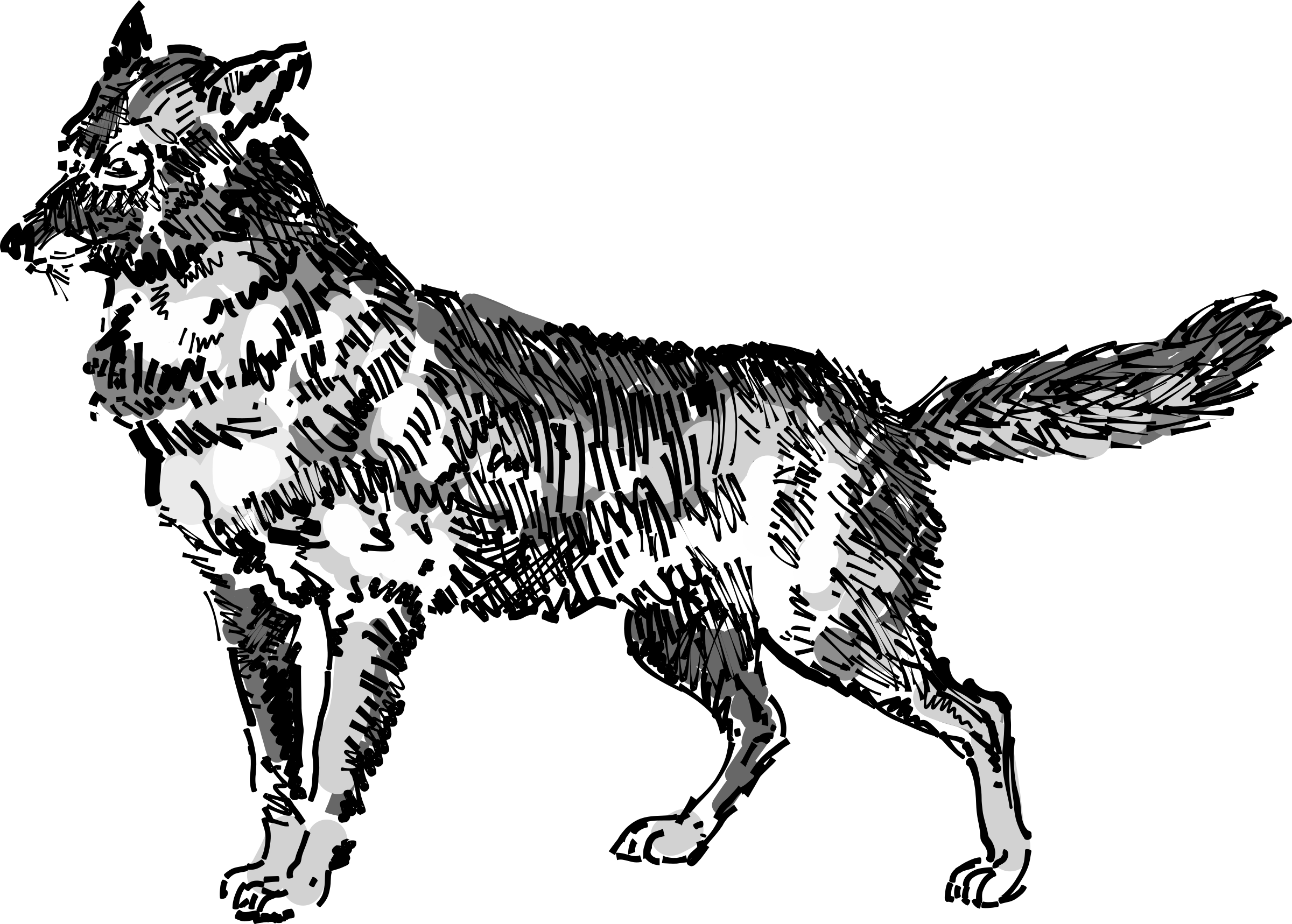 Jackal Png (2400x1717), Png Download