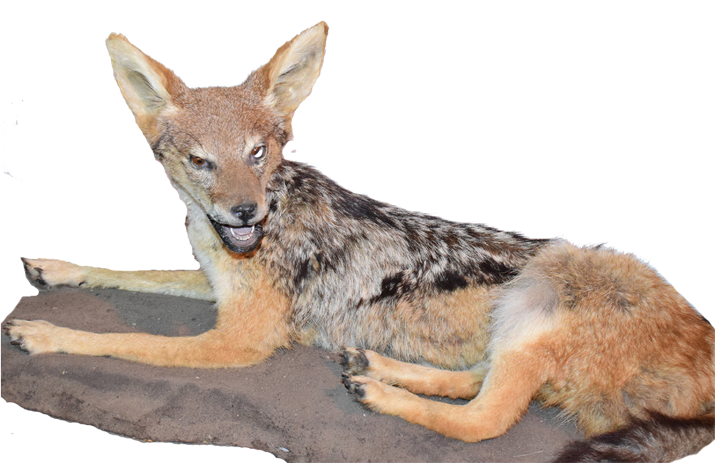 Jackal Full Mount Jfm - Art (1280x960), Png Download