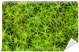 Close-up Of Princess Pine Groundcover Wall Mural • - Photograph (400x400), Png Download