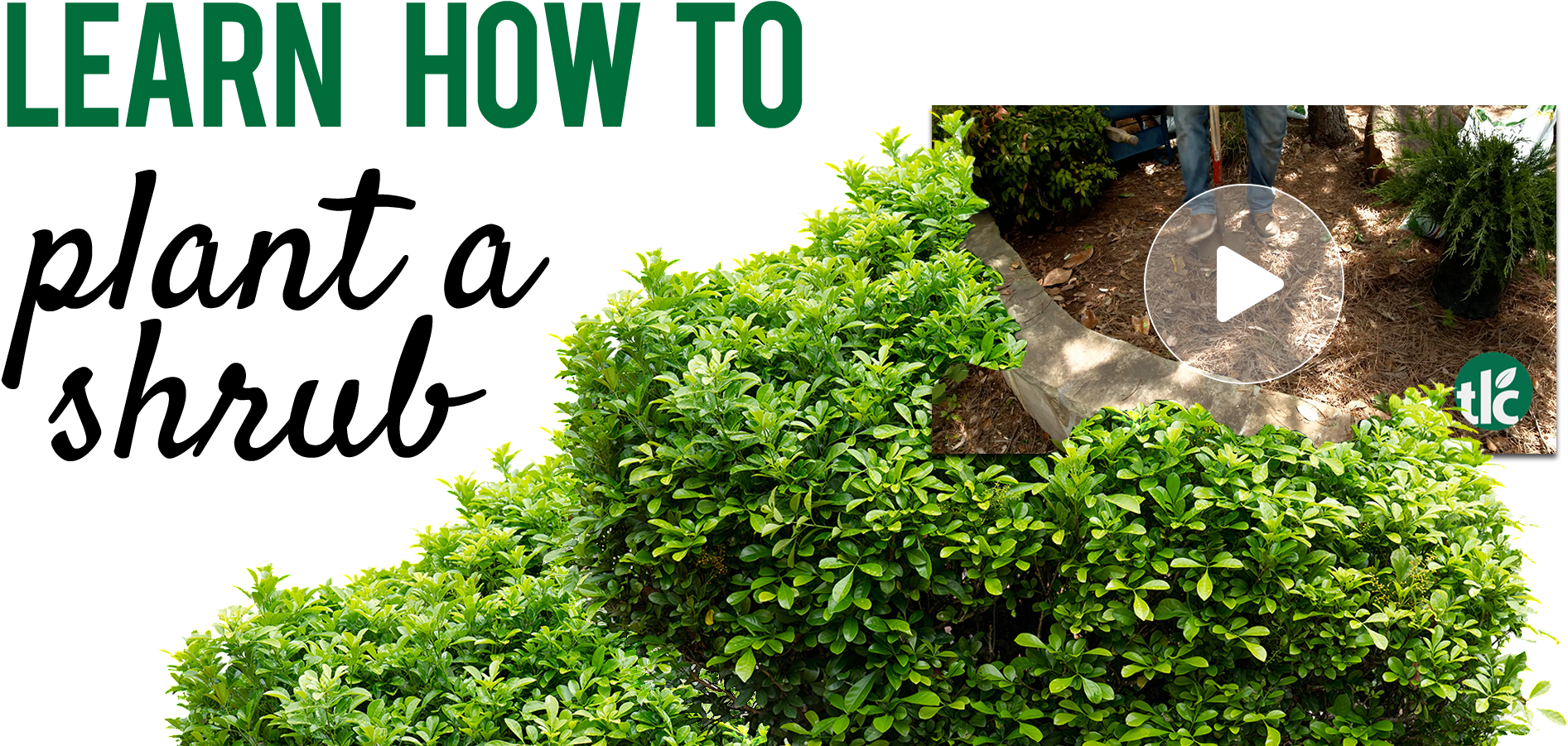 How To Plant A Shrub - Heartthrob; Paperback; Author - Suzanne Brockmann (2002x984), Png Download