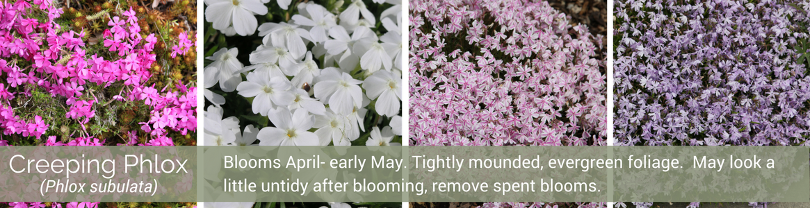 Creeping Phlox - Cherry Blossom (1165x300), Png Download