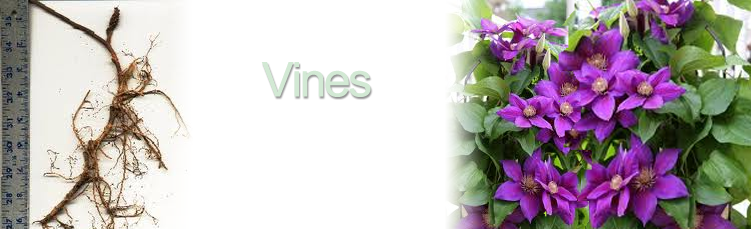 Bareroot Groundcovers Info - Periwinkle (751x229), Png Download