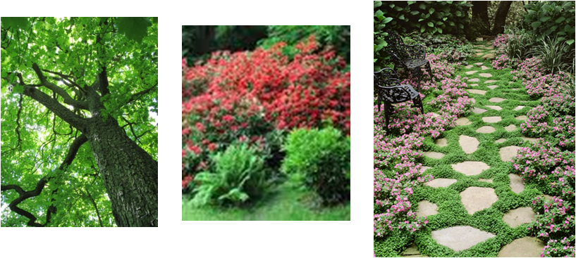 Cranbourne West Ps Photo - Ground Cover Plants (817x367), Png Download