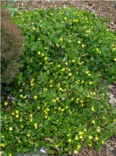 Goodenia Ovata Gold Cover - Goodenia Gold Cover (500x500), Png Download