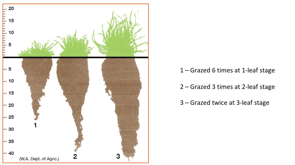 It Is Also Not Going To Produce Any Ground Cover - Animal (980x539), Png Download