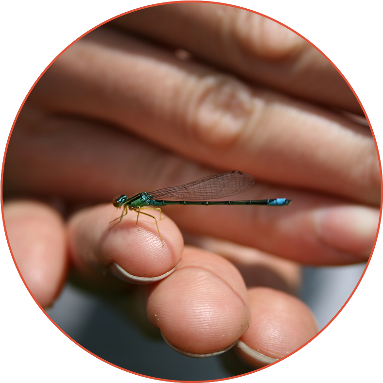 Dragonfly On Hand - Dragonflies And Damseflies (800x800), Png Download