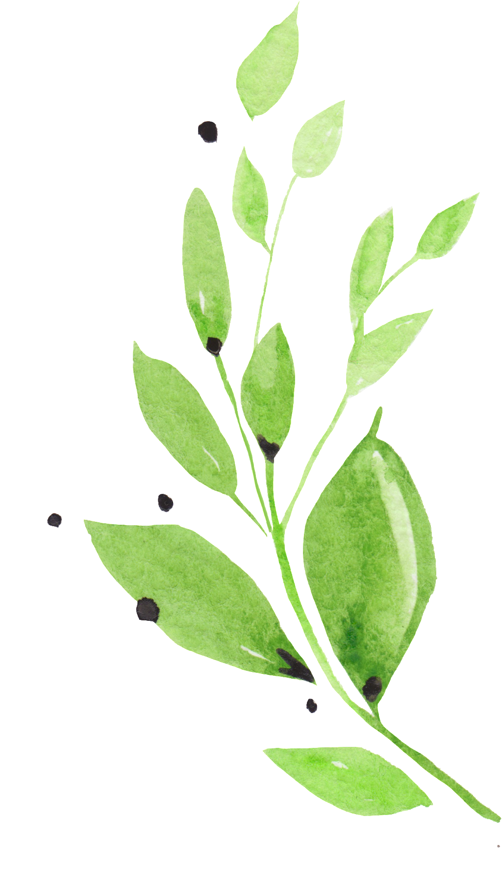 Green Leaves Transparent Decorative - Watercolor-grün-blätter-rosa Blumen Danken Ihnen Karte (1024x1772), Png Download