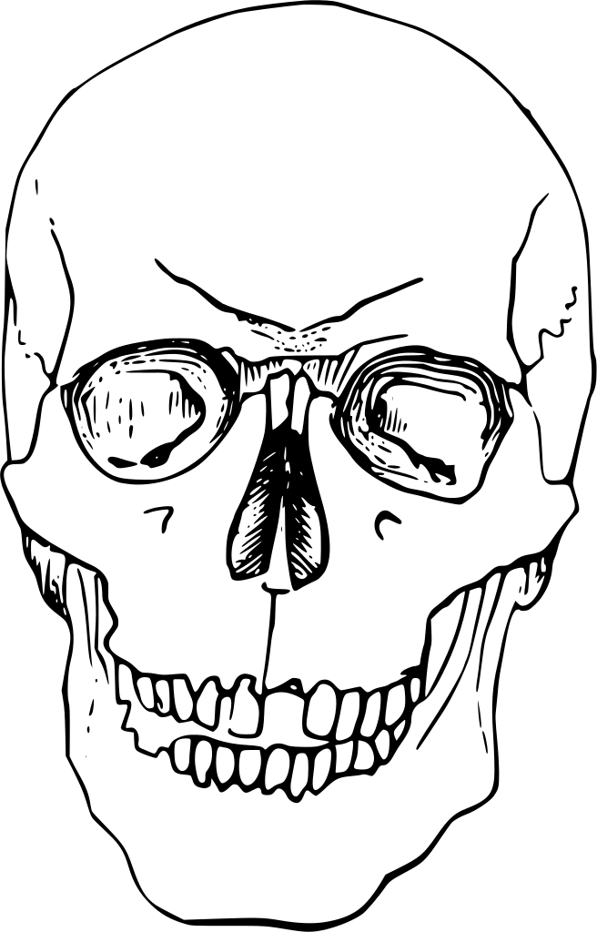 Download Png - Skelett Kopf Zeichnung (656x1024), Png Download