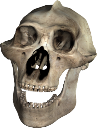 Skull-043 - Skull (311x409), Png Download