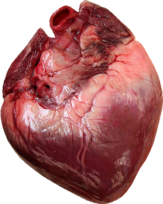 1 Corazon (567x706), Png Download