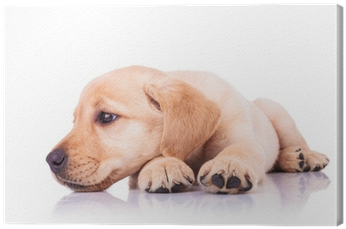 Sad Little Labrador Retriever Puppy Dog With Head On - Puppy Head In Paws (400x400), Png Download