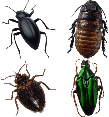 Bugs - Collins Gem 9780007146246 By Michael Chinery & (400x400), Png Download