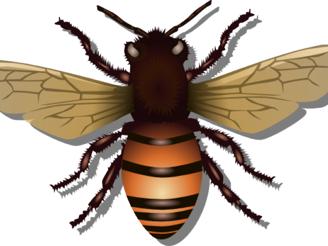 Bee Blue (640x480), Png Download