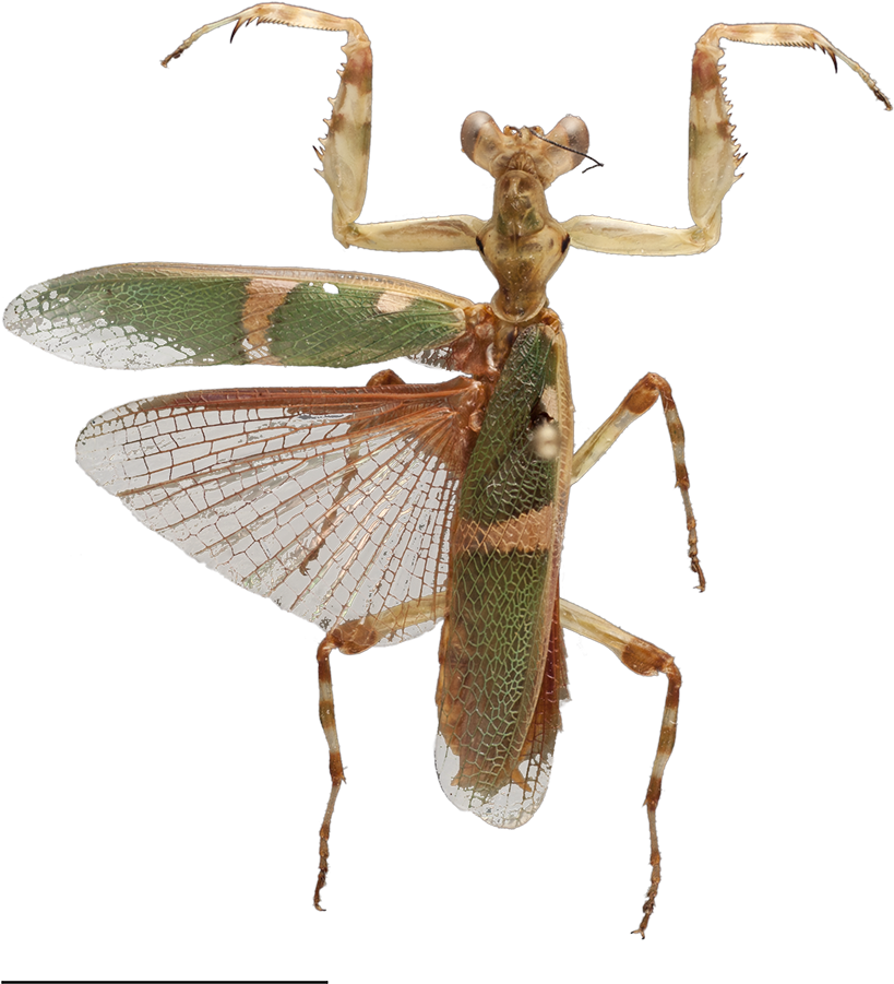 Image Captions & Credits - Theopropus Elegans Png (1181x1520), Png Download