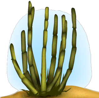 Organ Pipe Cactus (352x352), Png Download