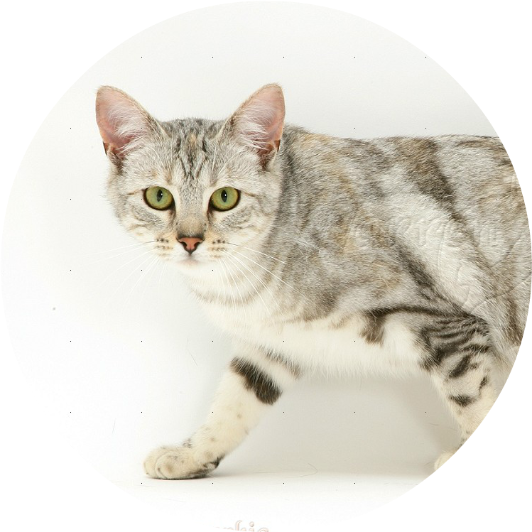 25241 Young Silver Tabby Cat White Background - Young Silver Tabby Cat (804x801), Png Download