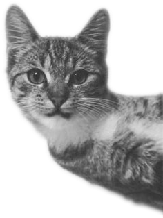 0 Replies 1 Retweet 0 Likes - Best Gift - Love Cat And Love Ed Hoodie/t-shirt/mug (286x480), Png Download