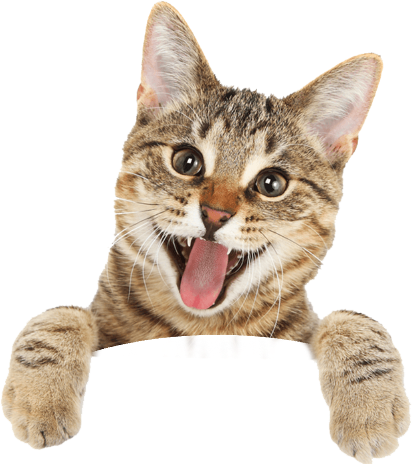 Cat - Happy Cat Royalty Free (1774x1800), Png Download