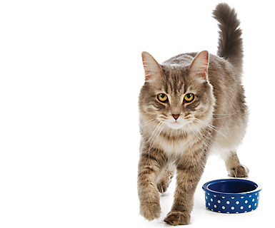 Cat Png - Asian Semi-longhair (550x330), Png Download