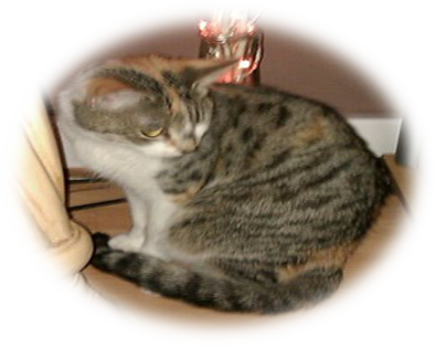It Looks Like This - Domestic Short-haired Cat (394x314), Png Download