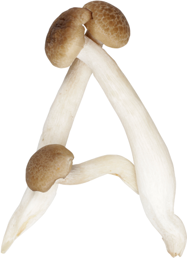 Shimeji Mushroom Font " - Mushroom Letters (527x583), Png Download