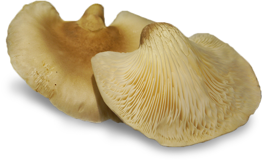 Abalone Mushrooms Also Contain Many Medicinal Properties - Abalone Mushroom (1000x700), Png Download