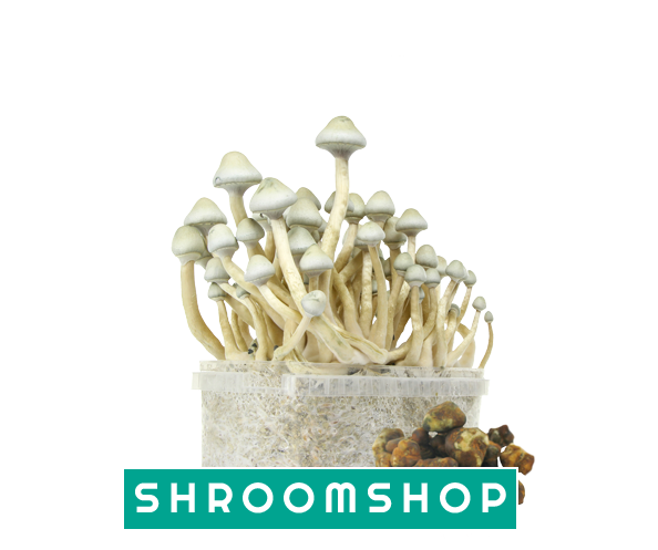 Image Module - Smartshop House Of Smart (600x500), Png Download