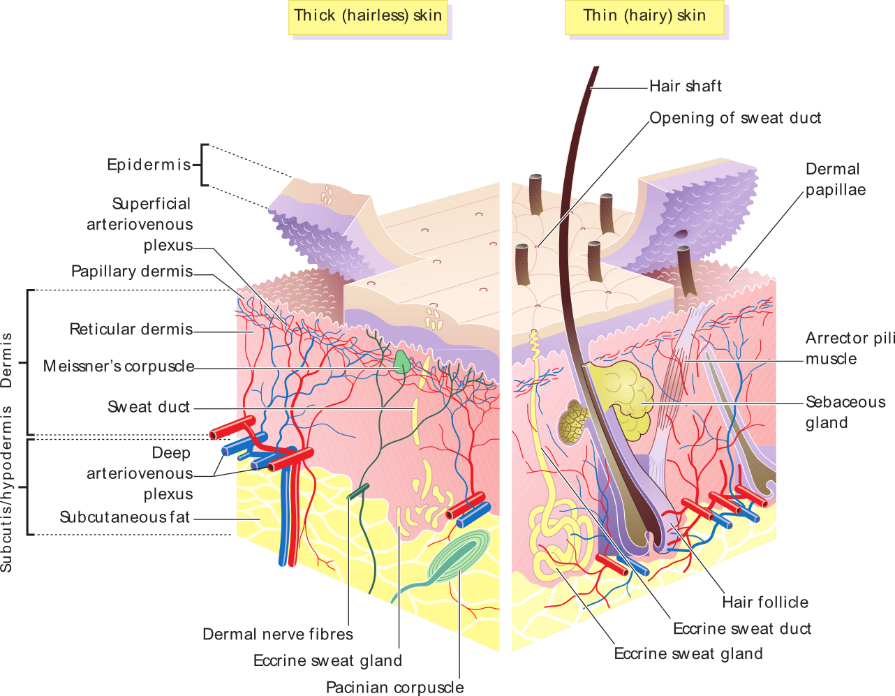 Skin Layers - Hair Follicle And Sebaceous Glands (1282x997), Png Download