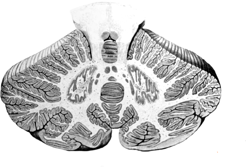 Cerebellum Cross-section, Without Labels - Cerebellum (951x579), Png Download