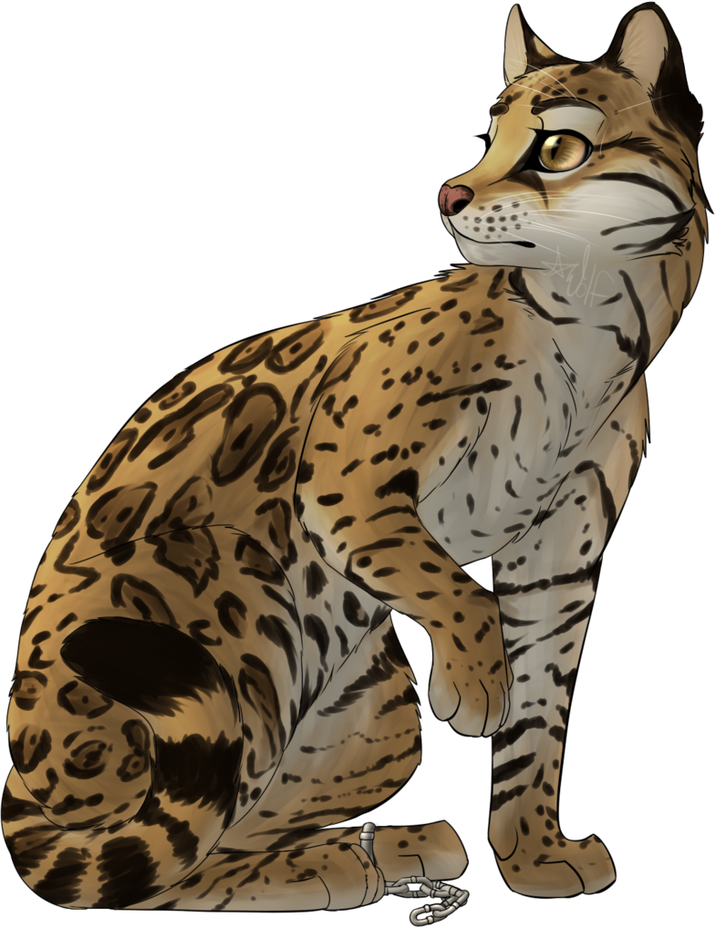 Ocelote Png (785x1018), Png Download