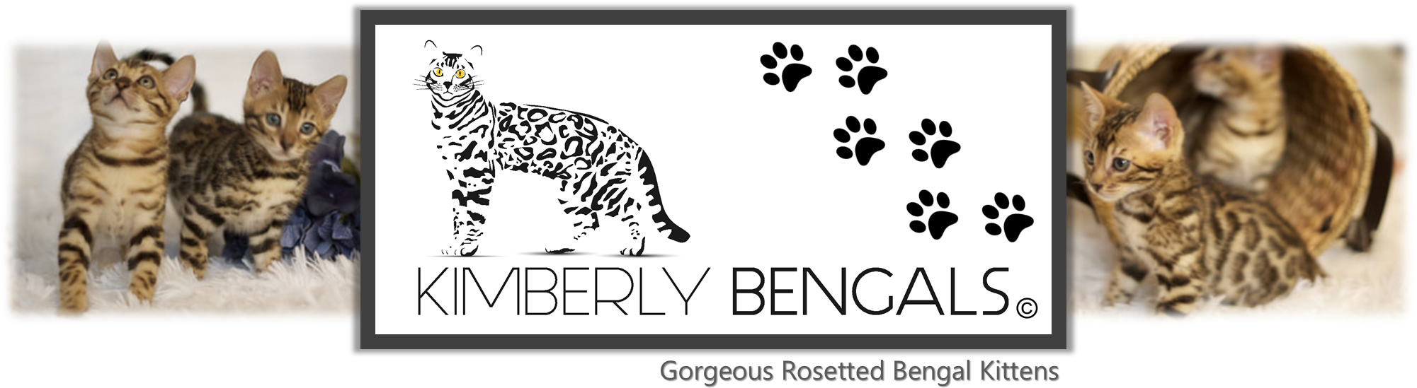 Kimberly Bengals Home - 3drose Dpp_174178_2 Image Of Home Is Where My Dog Is (2000x586), Png Download