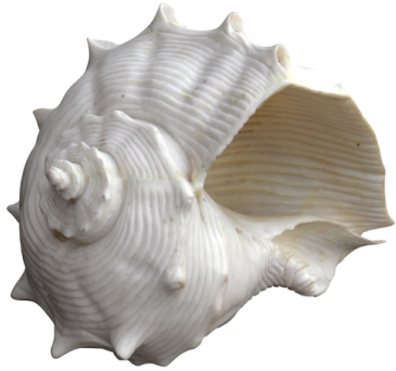 Fiji Ornament Vintage Gold - White Fiji Shell Oly Studio Decorative Ornament (424x385), Png Download
