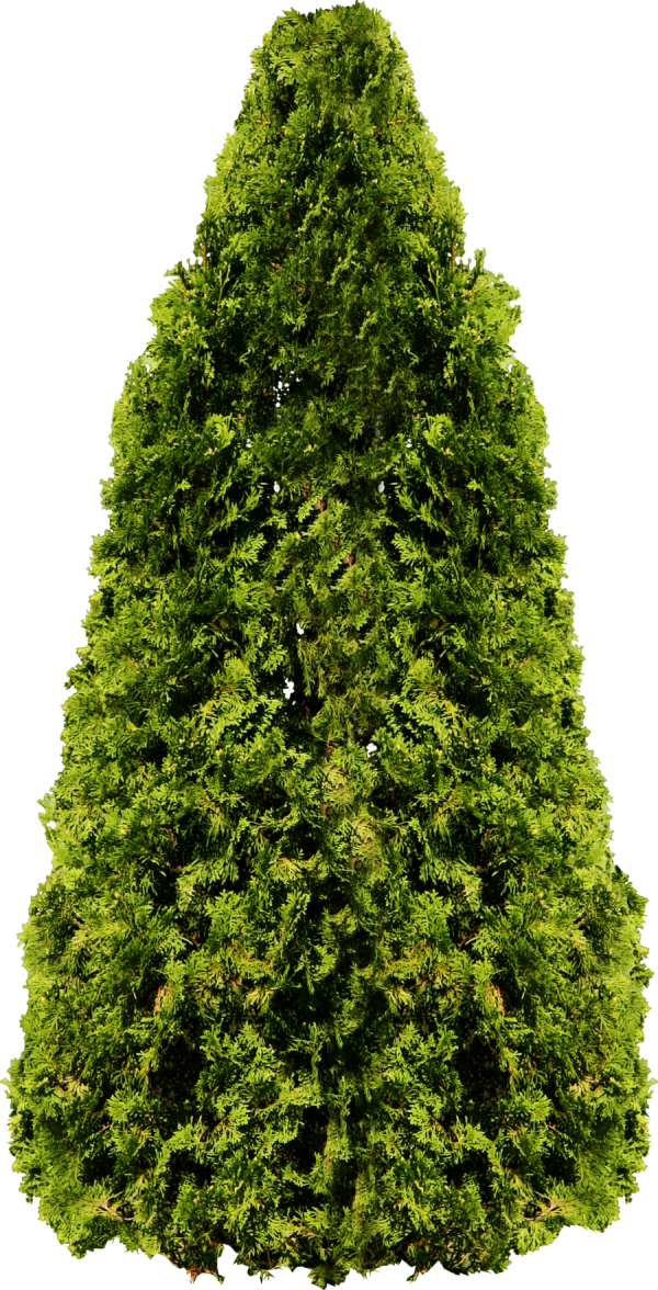 Palm Tree Png - Hedge Tree Png (600x1176), Png Download