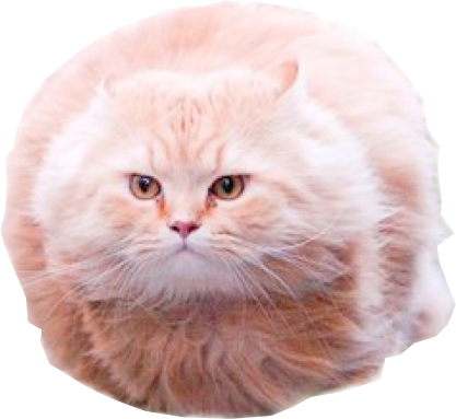 Cat Cat Small To Medium Sized Cats Mammal Whiskers - Cat Meme Png (417x383), Png Download