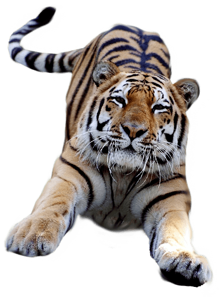 Banner Download Jumping Png Stickpng - Tiger Transparent Background (600x600), Png Download