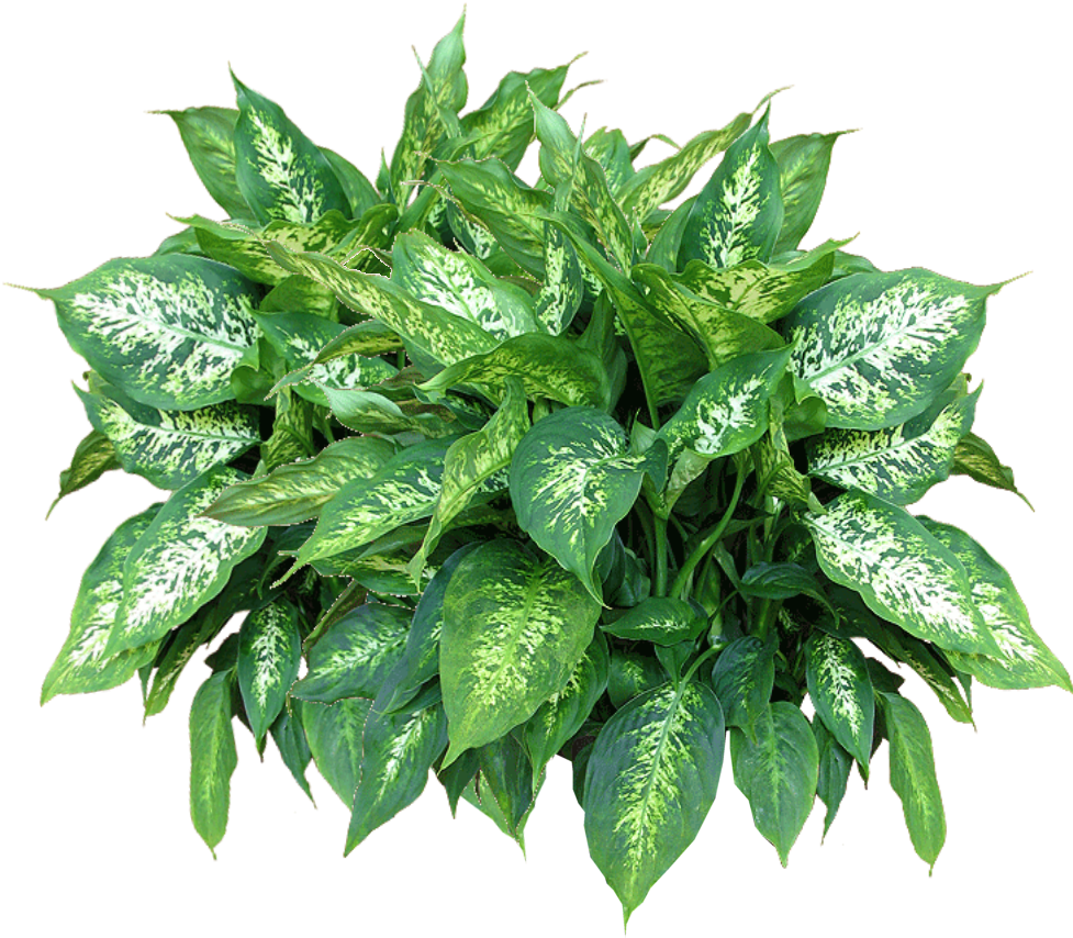 Free Png Plants Free Download Png Png Images Transparent - Plants Png (850x811), Png Download
