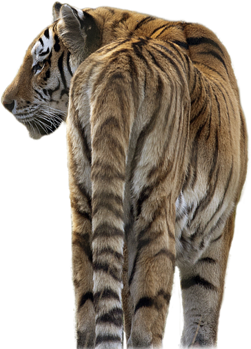 Tiger Transparent - Tiger Png (600x600), Png Download