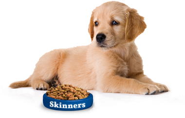 Cute Dog Png - Puppy - Good Pet Guide (379x339), Png Download