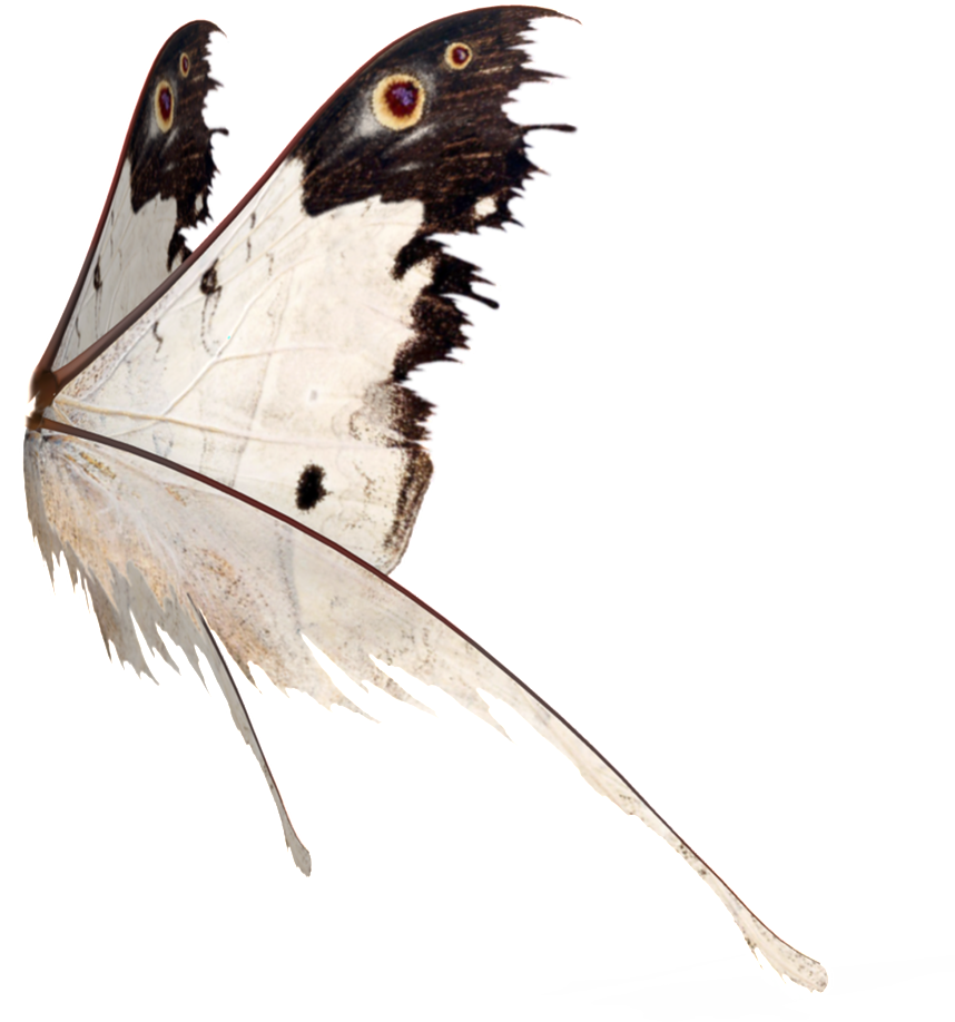 This Graphics Is Butterfly Wings Transparent About - Butterfly (1024x1100), Png Download