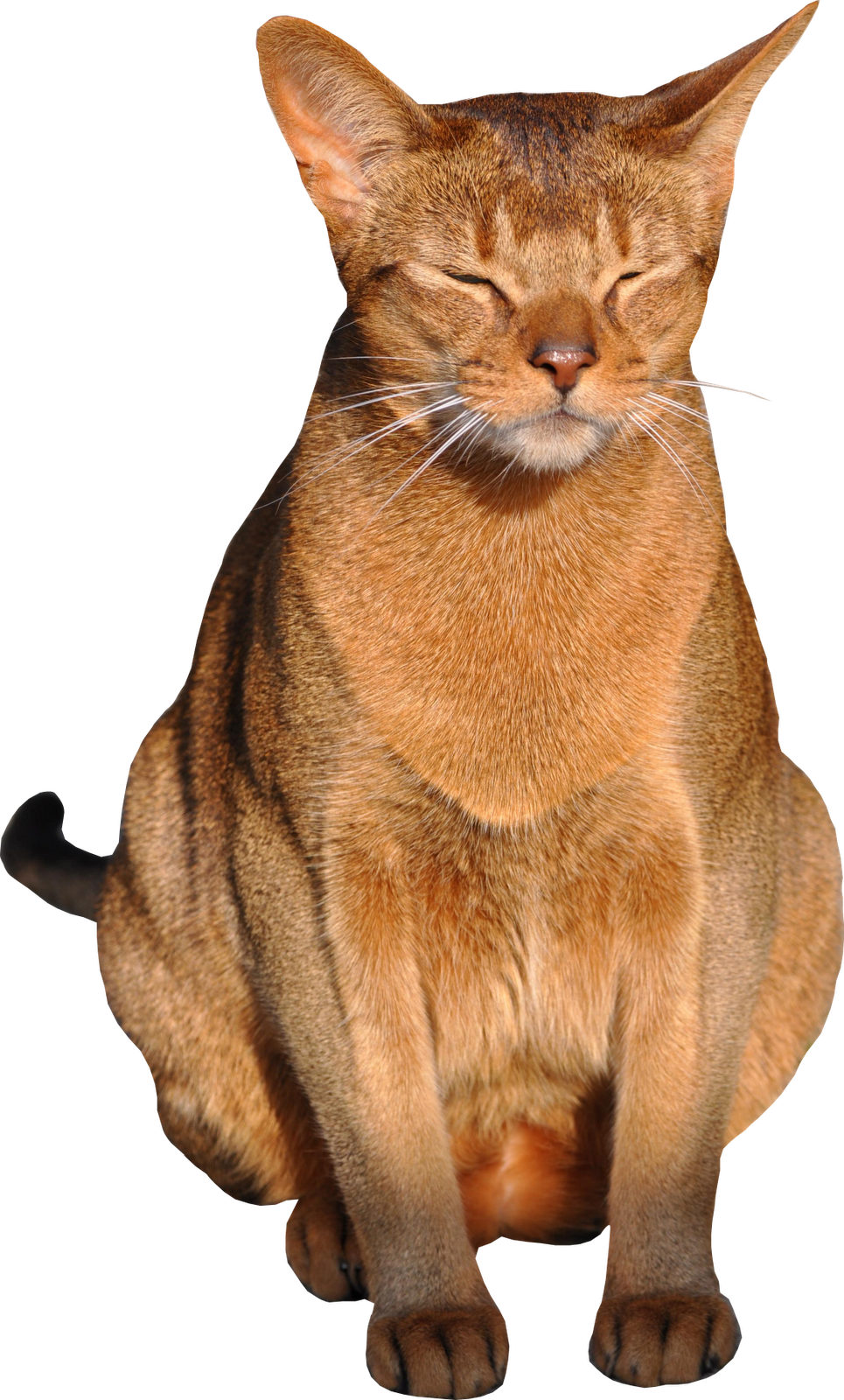 Cat Png With Transparent Background 1 By Meinlilapark - Transparent Background Cat Png (900x1493), Png Download