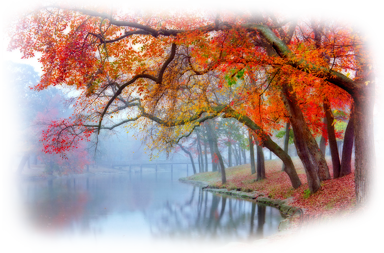 Pin By Terezia Matola On Png Tajak - Swamp Maple (783x516), Png Download